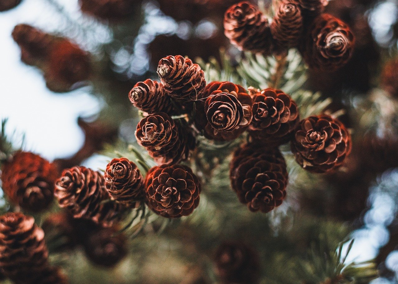 Easy Pine Cone Crafts for Kids